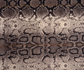 Printed Scarf (62)